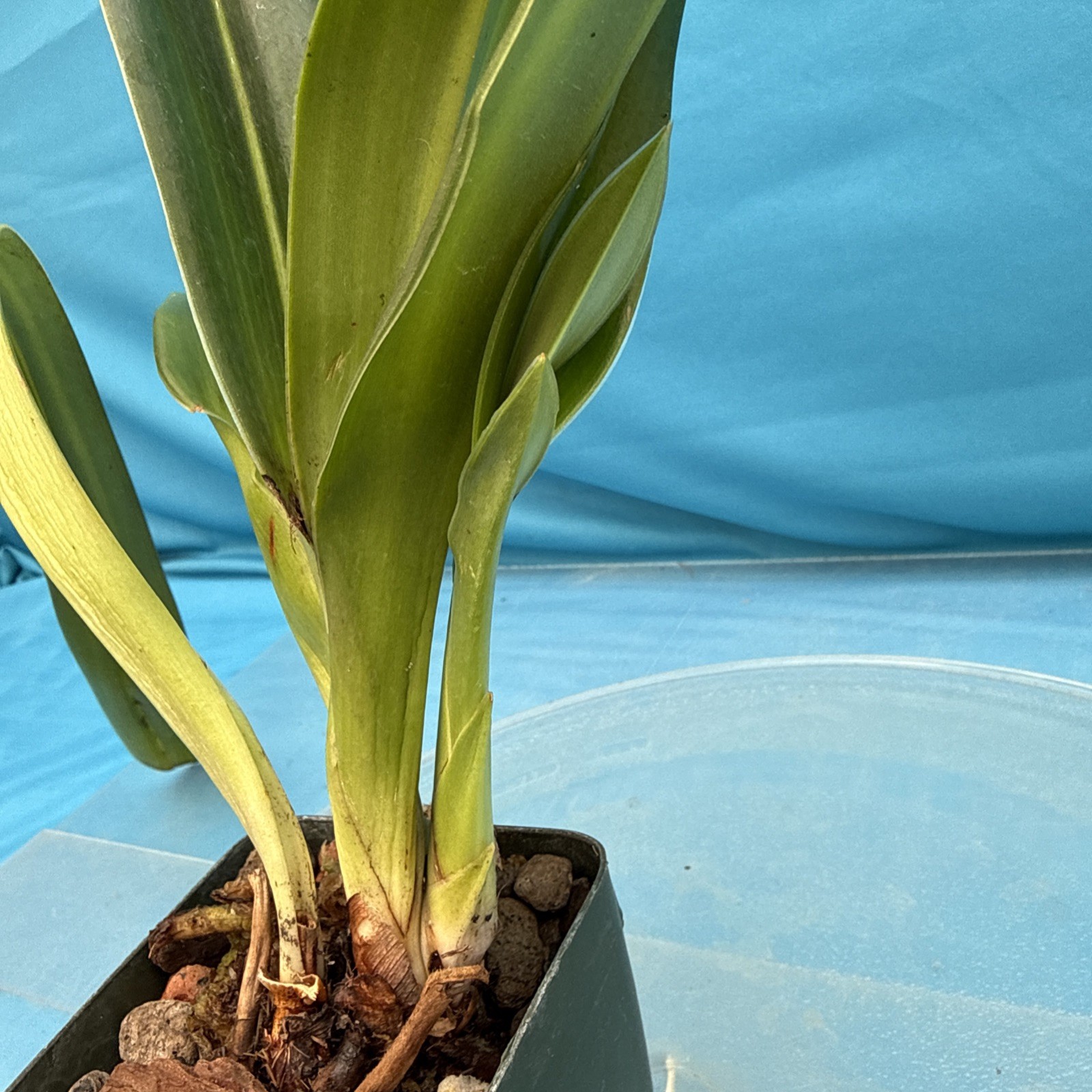 Phragmipedium kovachii Pink Purple NEW IMPORT Orchid species 4” FRESH RePot
