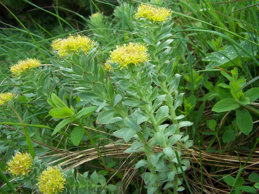 50 RHODIOLA ROSEA Seeds – Rose Root- Golden Root Stonecrop Succulent Herb by WSS