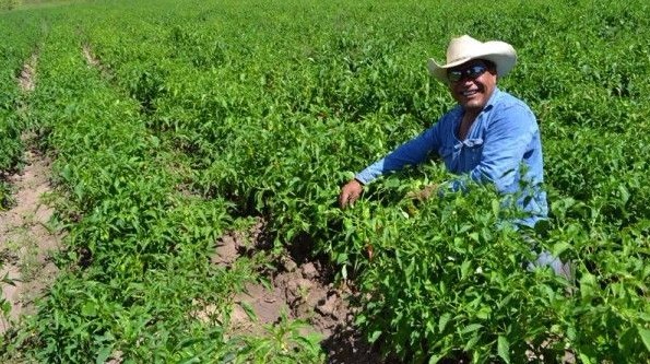 Barker’s New Mexico hot pepper seeds non-gmo heirloom open pollinated HOTTEST!