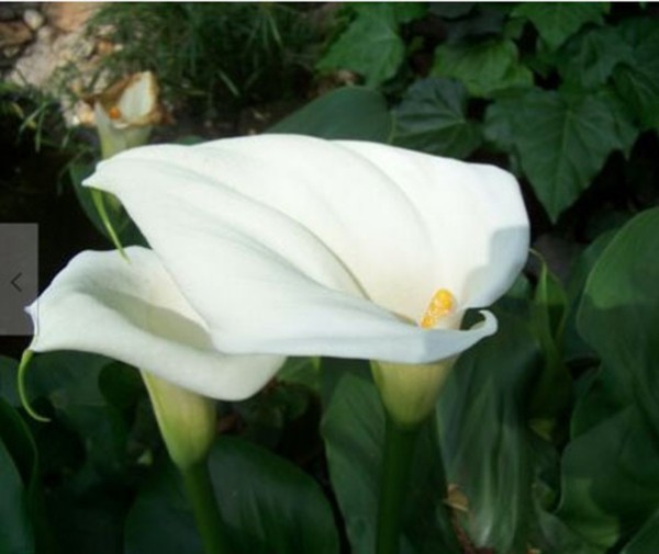 Beautiful Pond, Bog, Water Plant White Calla Lily Flowering Flowers 1 plant
