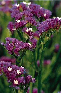 Statice QIS Dark Blue 1,000 seeds