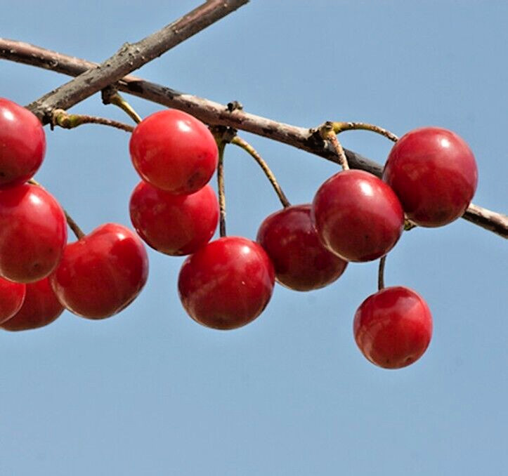 Japanese Cherry Tree | Premium Seeds | Prunus serrulata Spontanea Fall | Plants’
