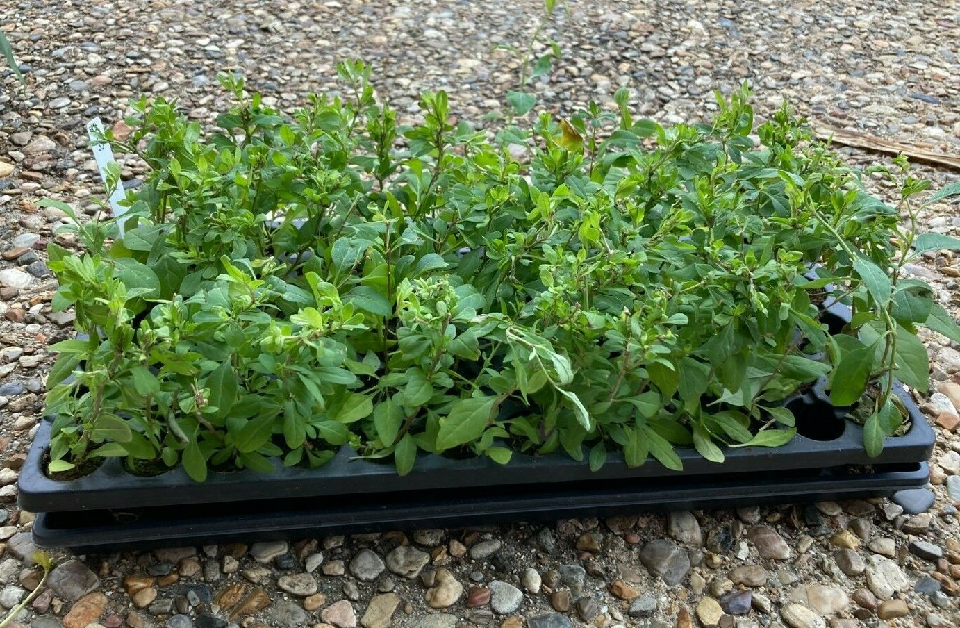 Goji Berry (Lycium barbarum) TC Plant Plug Bush -4-8 inches! -Edible Fruit!!