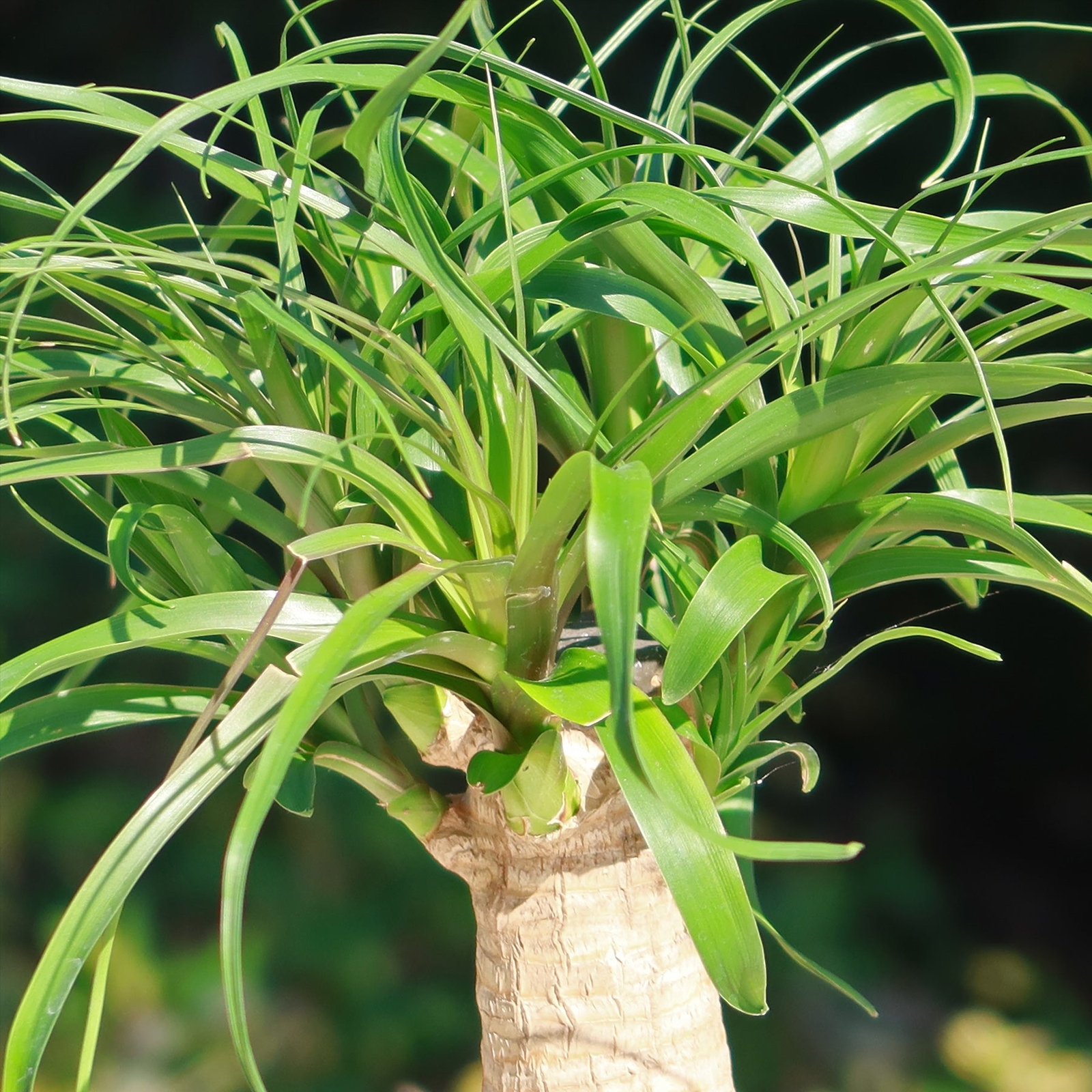 Ponytail palm ‘Beaucarnea recurvata’ cactus Cacti Succulent real live plant