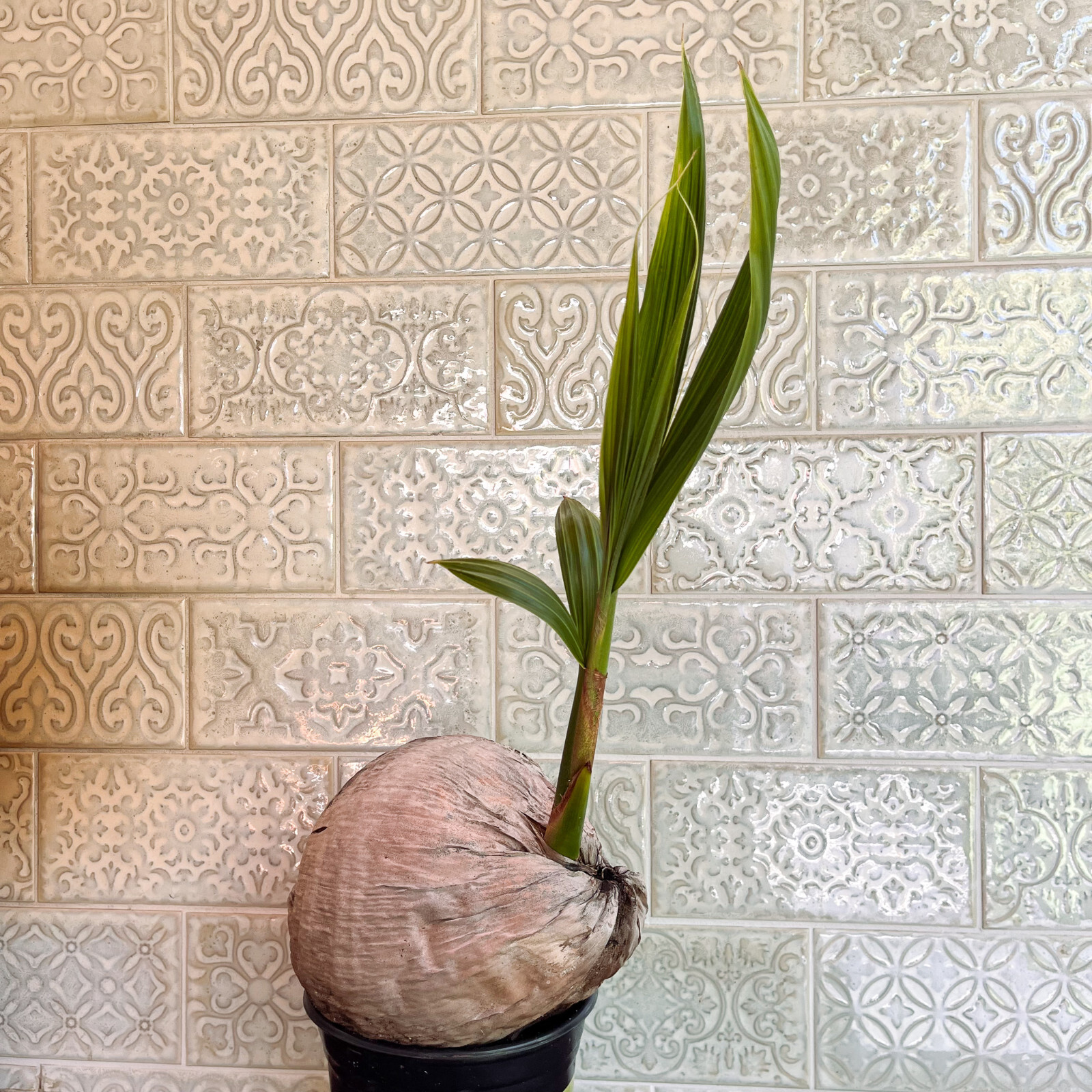 Coconut Palm Live Plant – FREE SHIPPING – Green Malayan Dwarf – 4″ to 10″ Tall