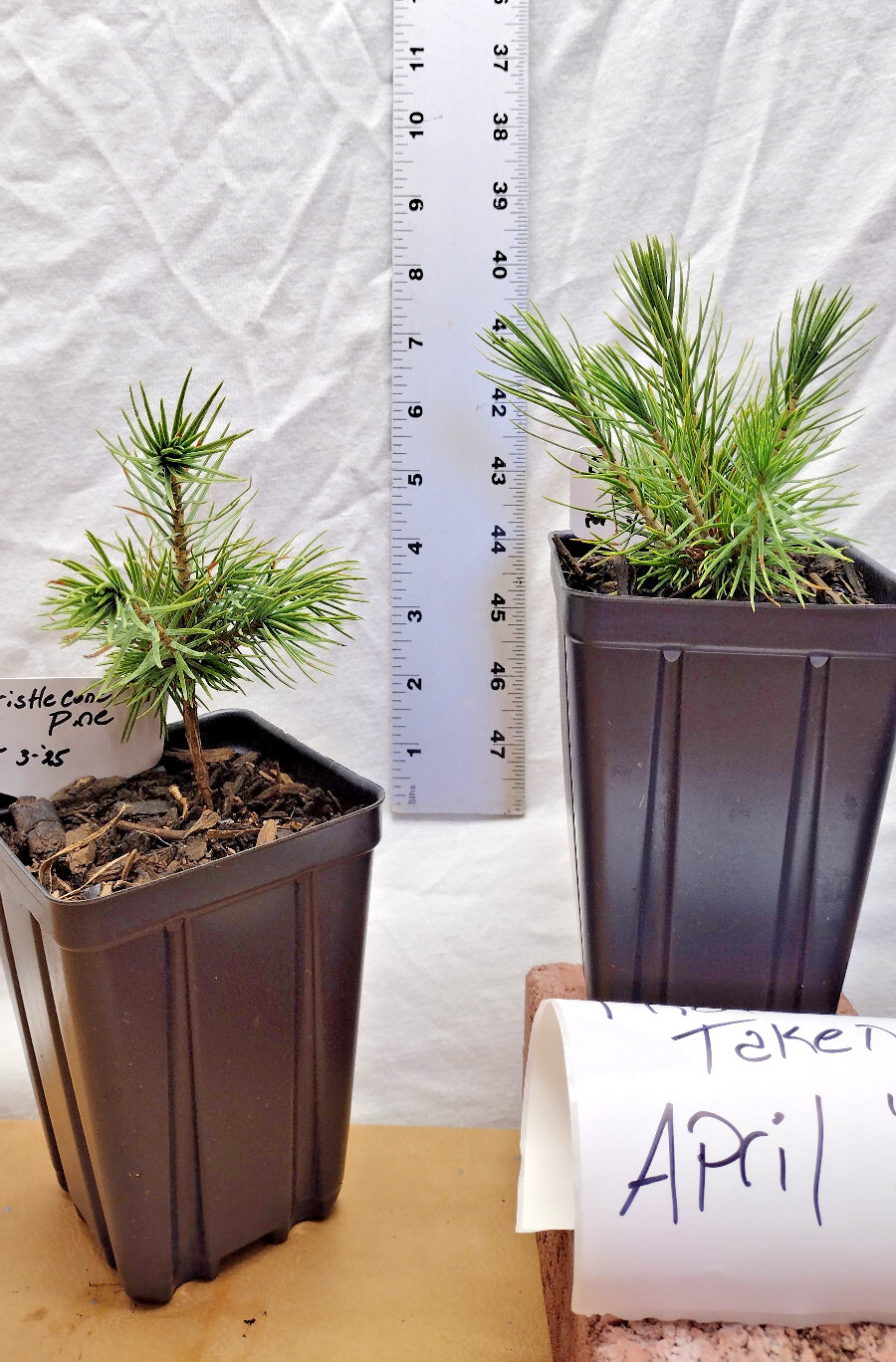 Bristlecone Pine tree in small nursery pot. Natural dwarf. Pre Bonsai Landscape