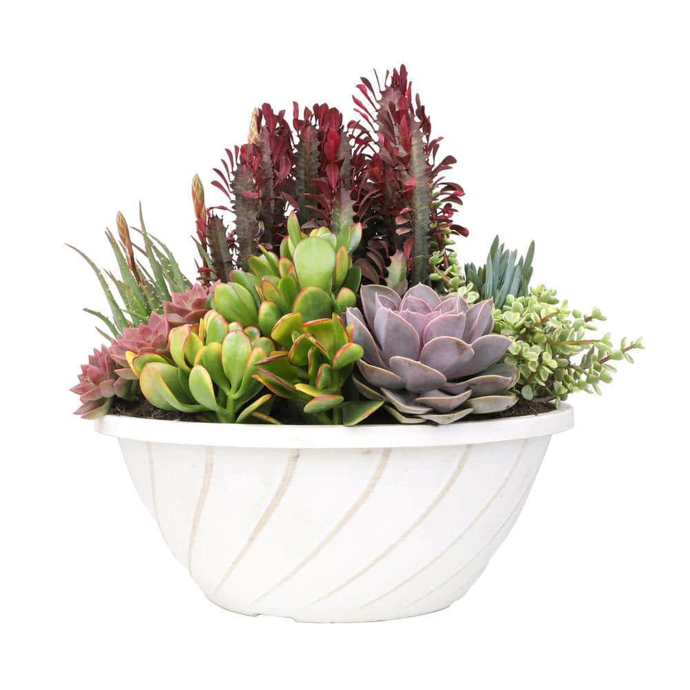 Smart Planet 3.5’’ Live Plant Assortment – 2 Succulents & 1 Cactus