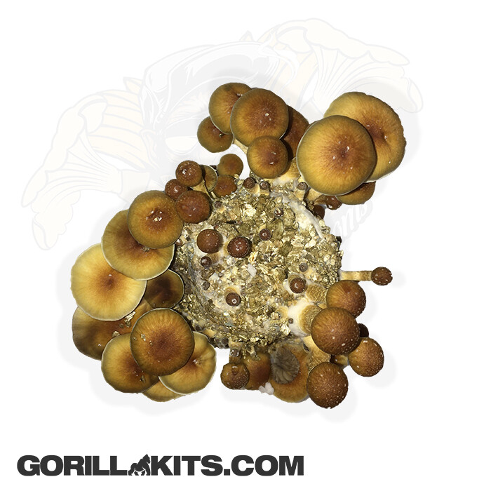 MycoMash™ 8 Mushroom Bulker PF TEK mix in 8x-half pint jar recipe
