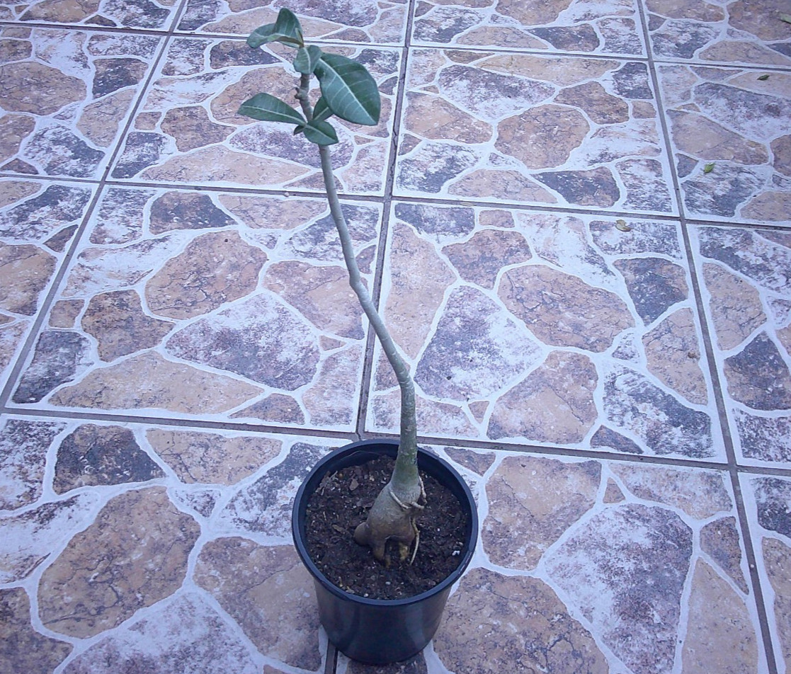 Adenium Desert Rose Crispum X Obesum Hybrid “Twinkling Moonlight” Plant 🇺🇸🆓⛟