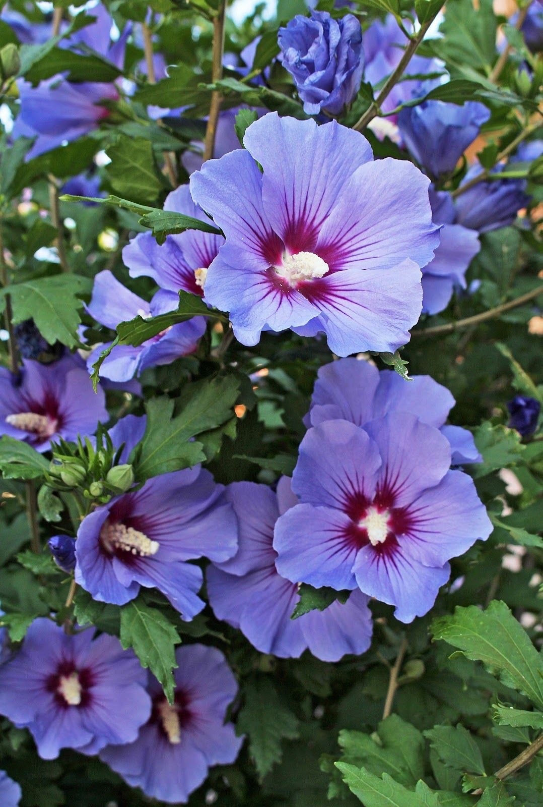 500+ Rose of Sharon (Hibiscus Syriacus) Flower Fresh Seeds . Mixed Colors