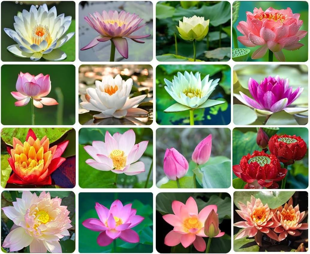 Ficoszo 30PCS Bowl Lotus Seeds Bonsai