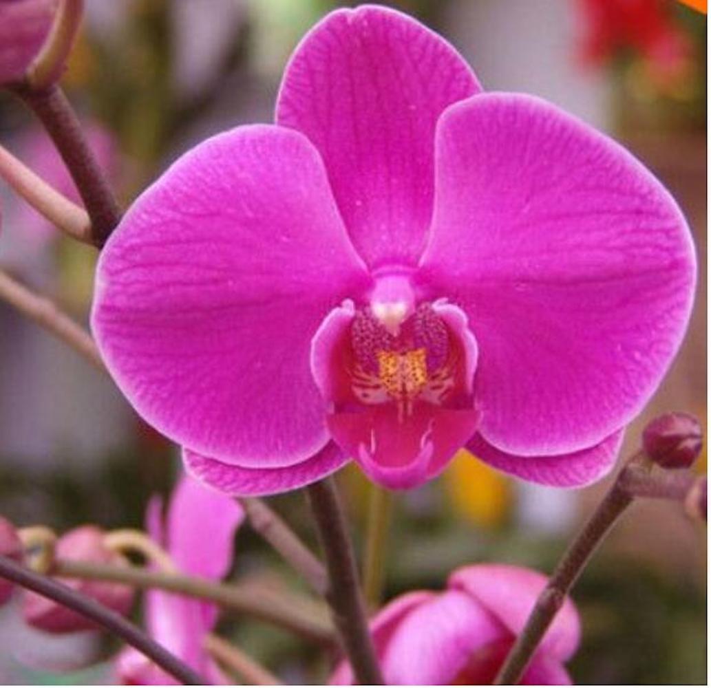 (10) ORCHID SEEDS rare exotic flower bloom for house plant USA SELLER W/TRACK