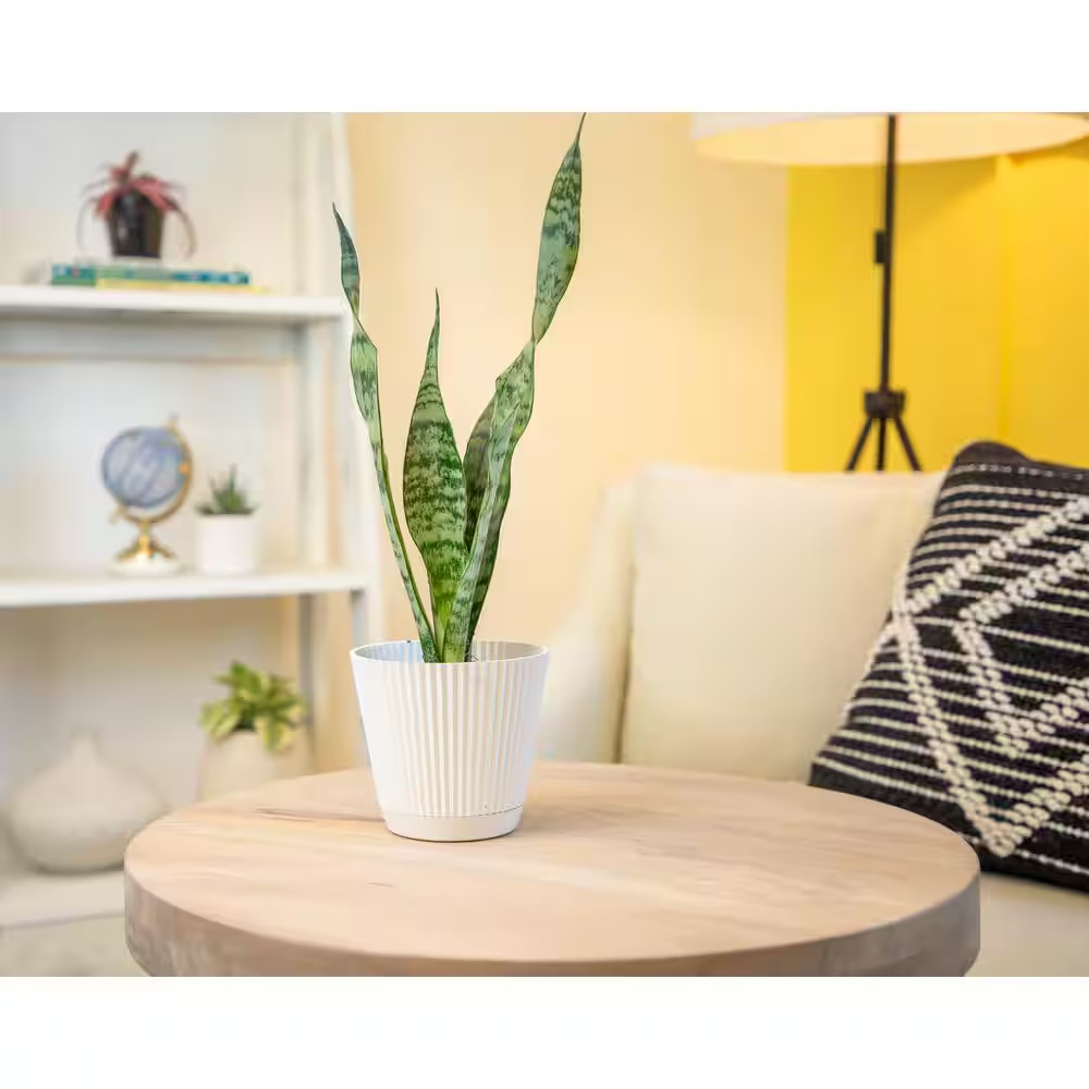 Variegated Live Snake Plant (Sansevieria Zeylanica) Air Purifying Houseplant in