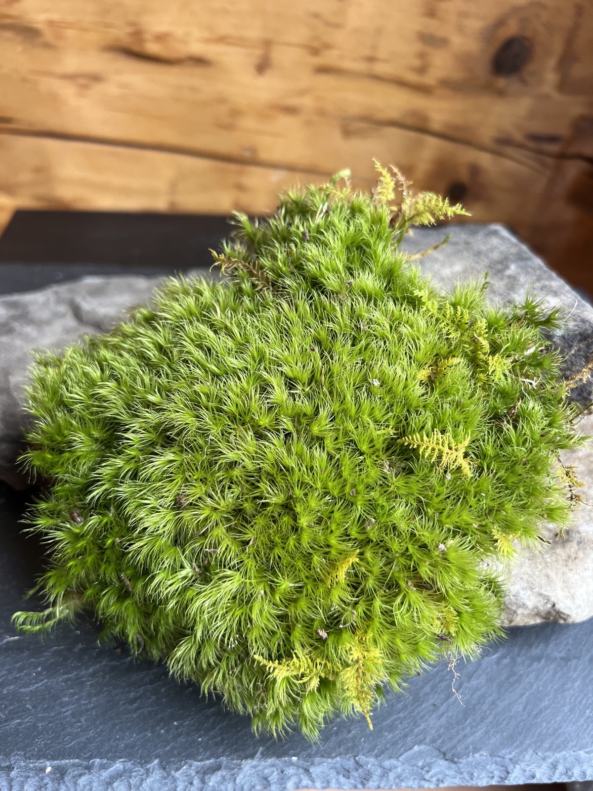 Live Fresh Moss- One Gallon Bag-Uses Bonsai, Terrarium, Vivarium, Fairy Garden
