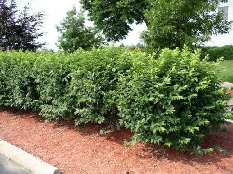 Euonymus Bush Hardy Shrub Dwarf Burning Alatus Easy Garden Live Plant Gallon Pot