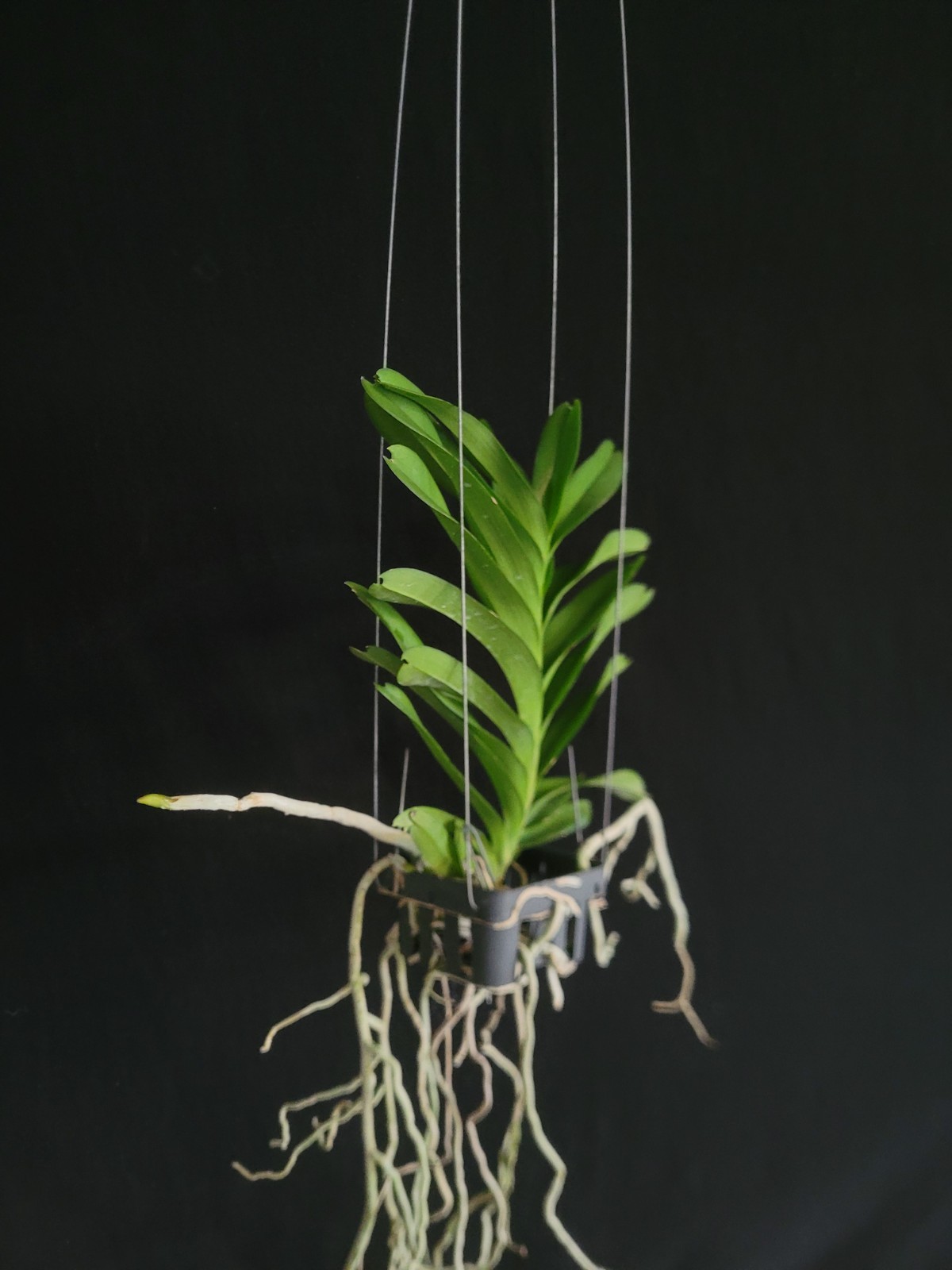 Vanda coerulea “Blue Moon”