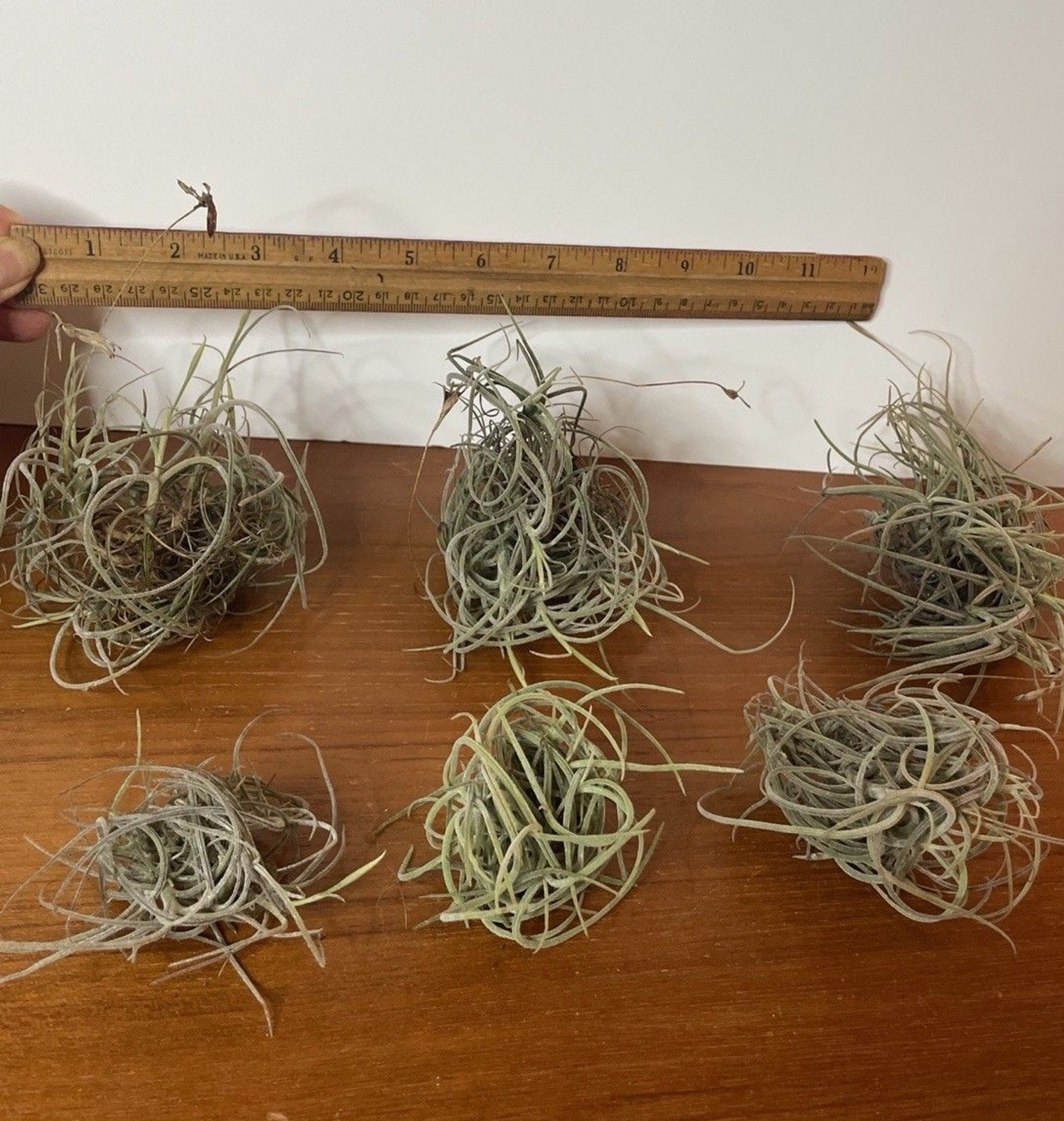 Air Plant Live Lot Tillandsia Recurvata 6 Clusters Ball Moss Wild Decor