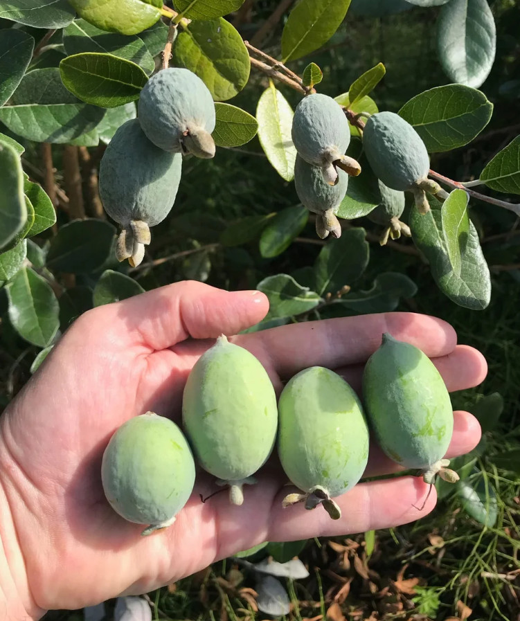 Live Pineapple Guava Plants – 4–6 Inch Tall –Fruit Tree – Ships No Pot