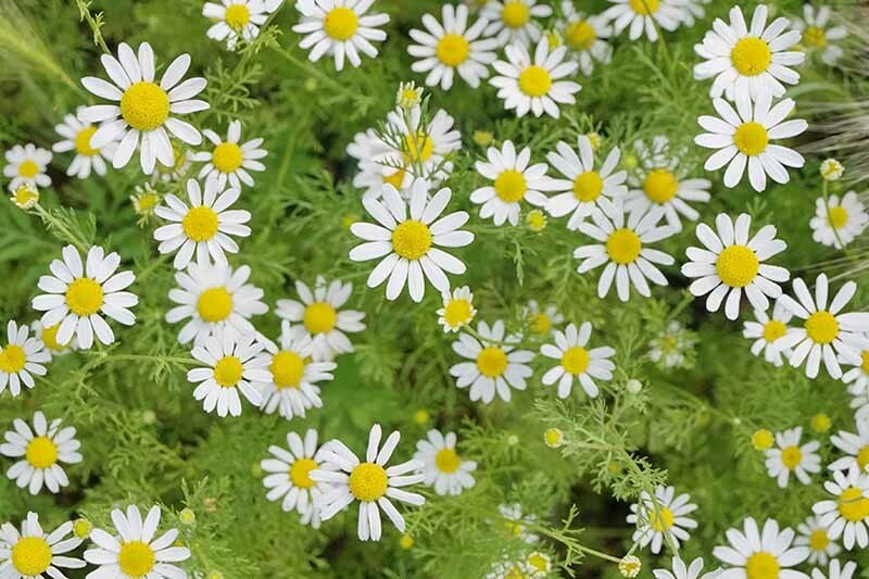 200 GERMAN CHAMOMILE HERB SEEDS ~ 2026 ~ heirloomseedguy ~ USA