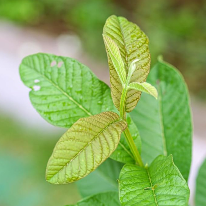 White Guava Live Plant – 8-10″ Tall in 4” Pot – Tropical Fruit Tree