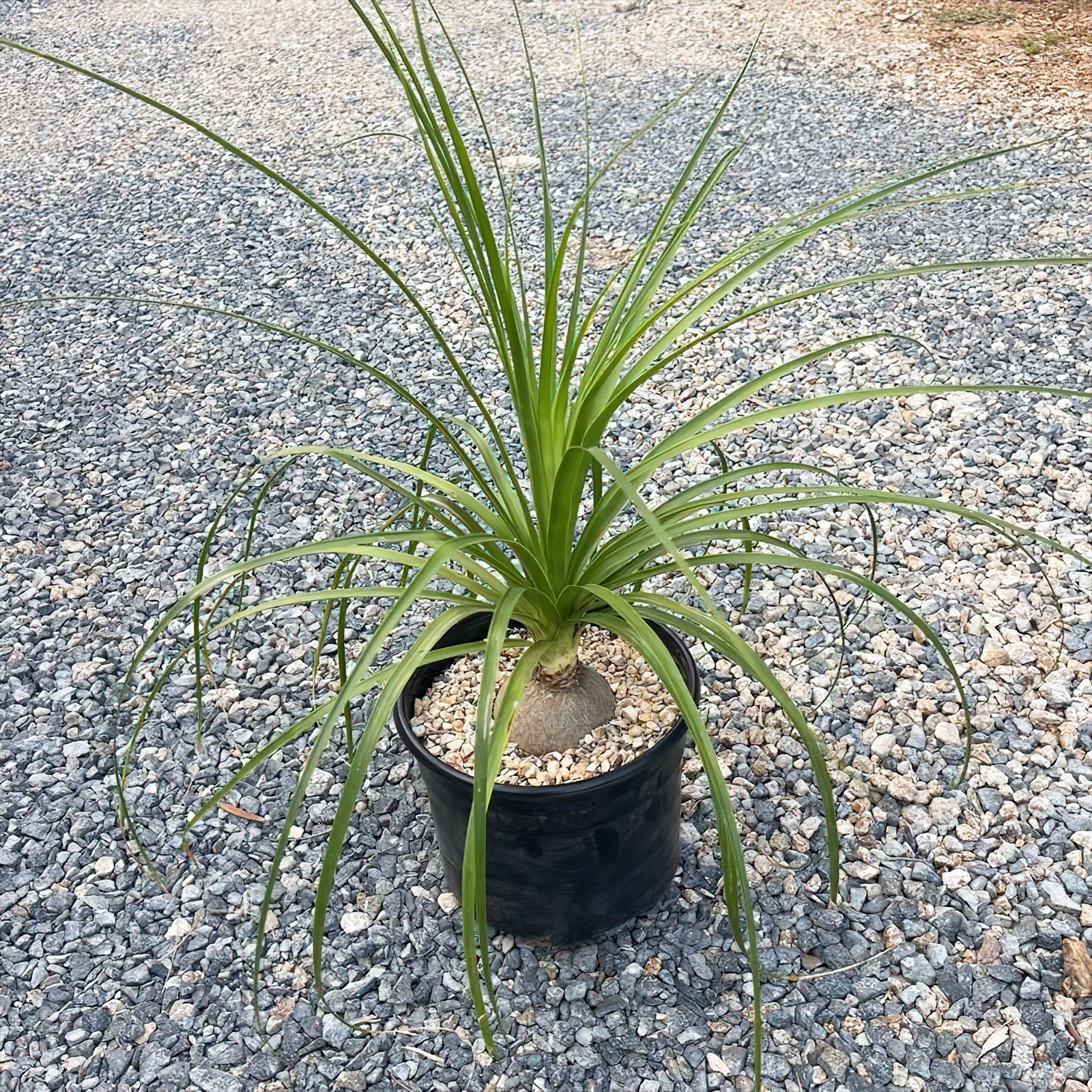 Ponytail palm ‘Beaucarnea recurvata’ cactus Cacti Succulent real live plant