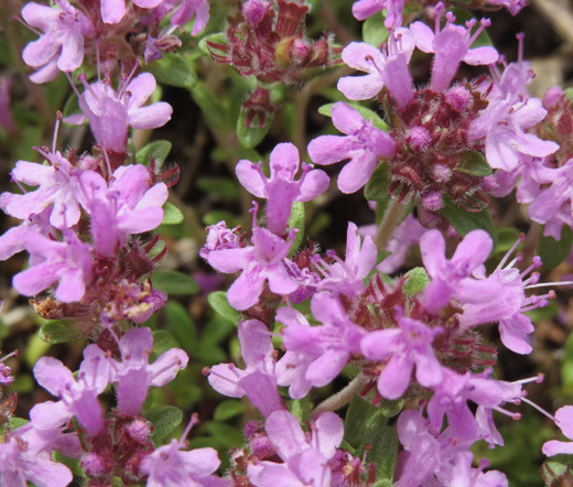 CREEPING THYME GROUND COVER Thymus Serpyllum – 35,000 Bulk Seeds