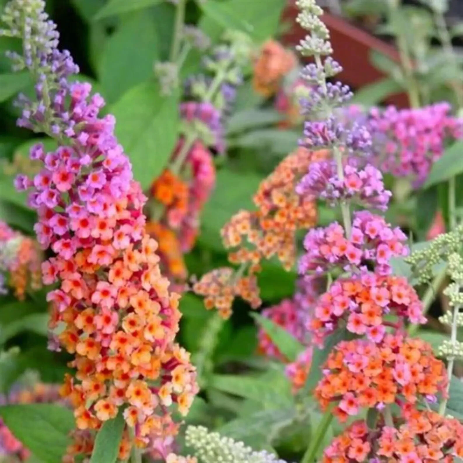 BICOLOR BUTTERFLY BUSH HARDY PERENNIAL PLANT GROWS 6-8 FEET TALL SHOWY BUDDLEIA