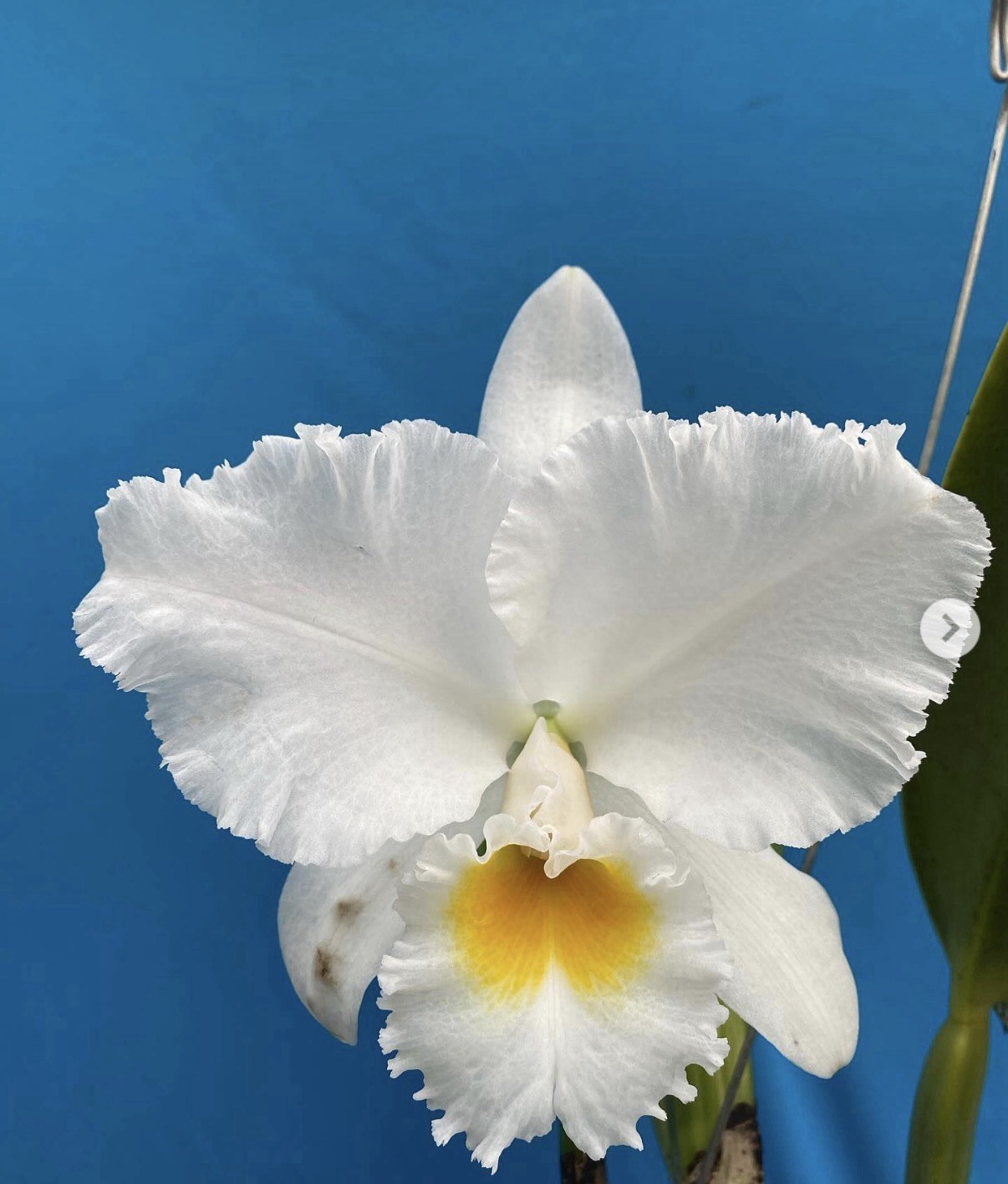 Cattleya Sierra Blanca ‘Mt Whitney’ X Rlc Ellen Degeneres NBS Orchid Eros 5” Pt