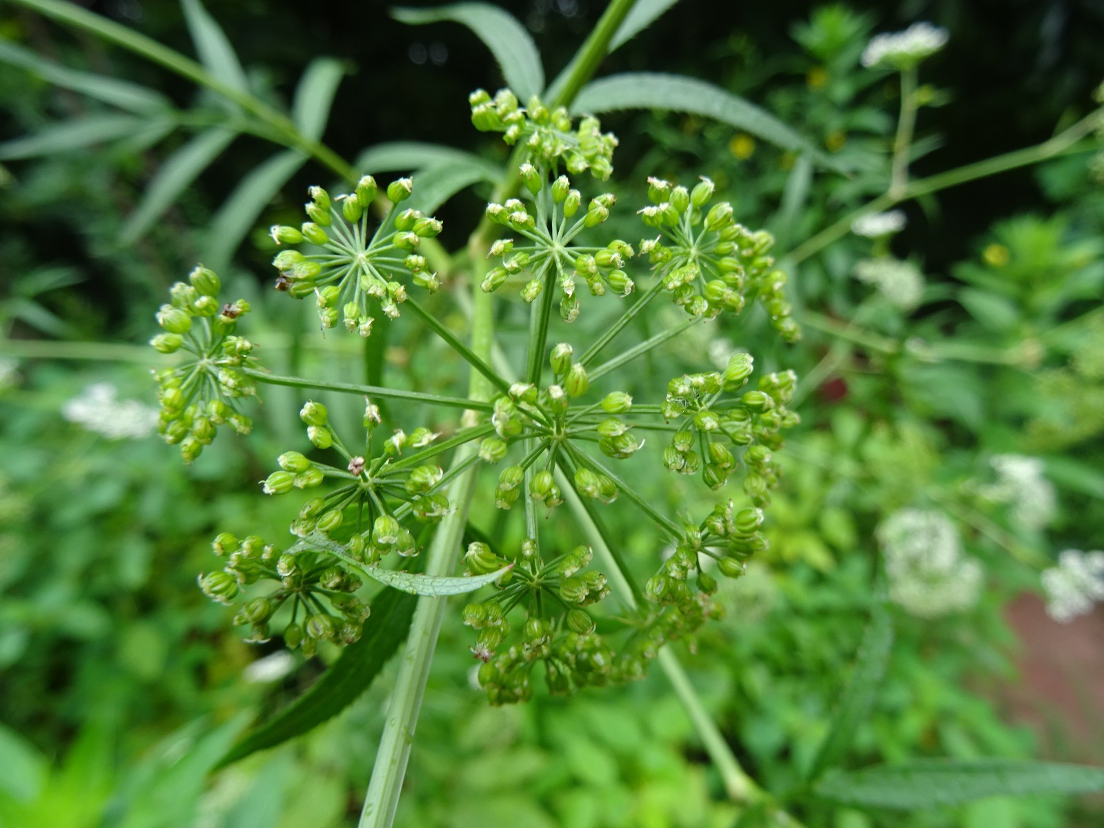 Sium suave Water parsnip Native perennial wildflower 25+ seeds from 2025