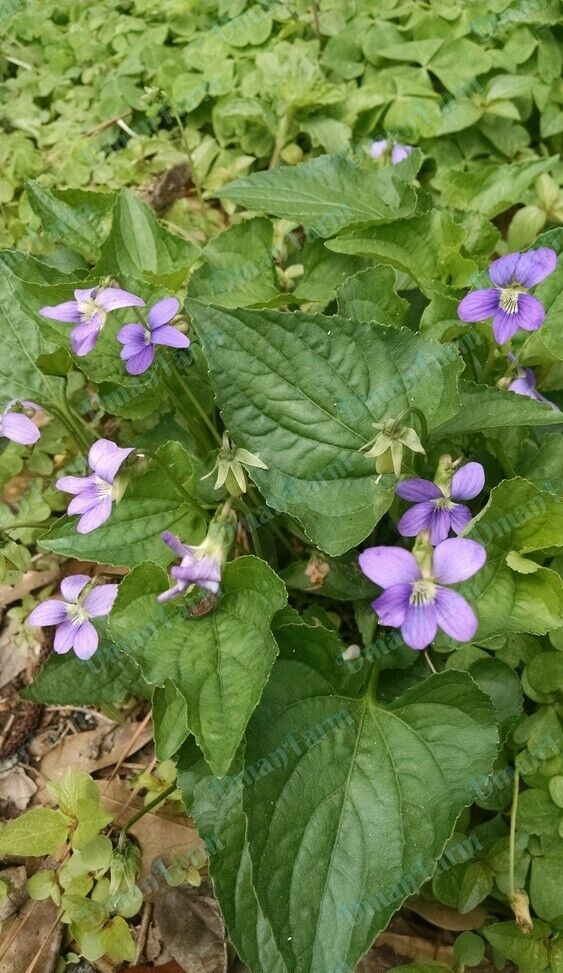 12 Wild Violet Flower Plant Purple Viola, Bareroot Rhizomes Bulbs