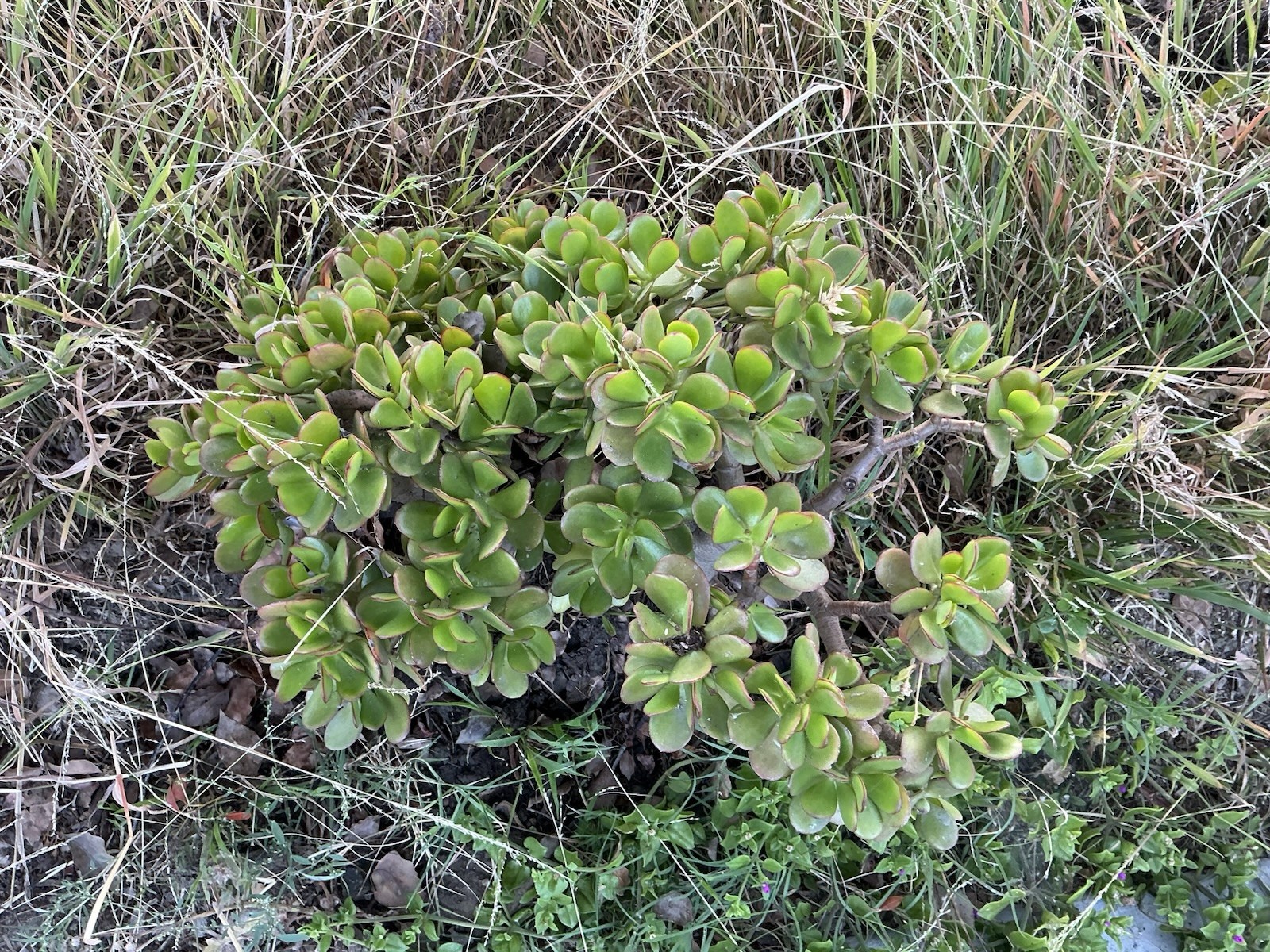 Lot Of 2 green Crassula Ovata Jade Plants , Rooted 15” To 17” tall with roots