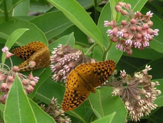Common Milkweed 1 OZ 4000 seeds Asclepias syriaca native wildflower monarchs
