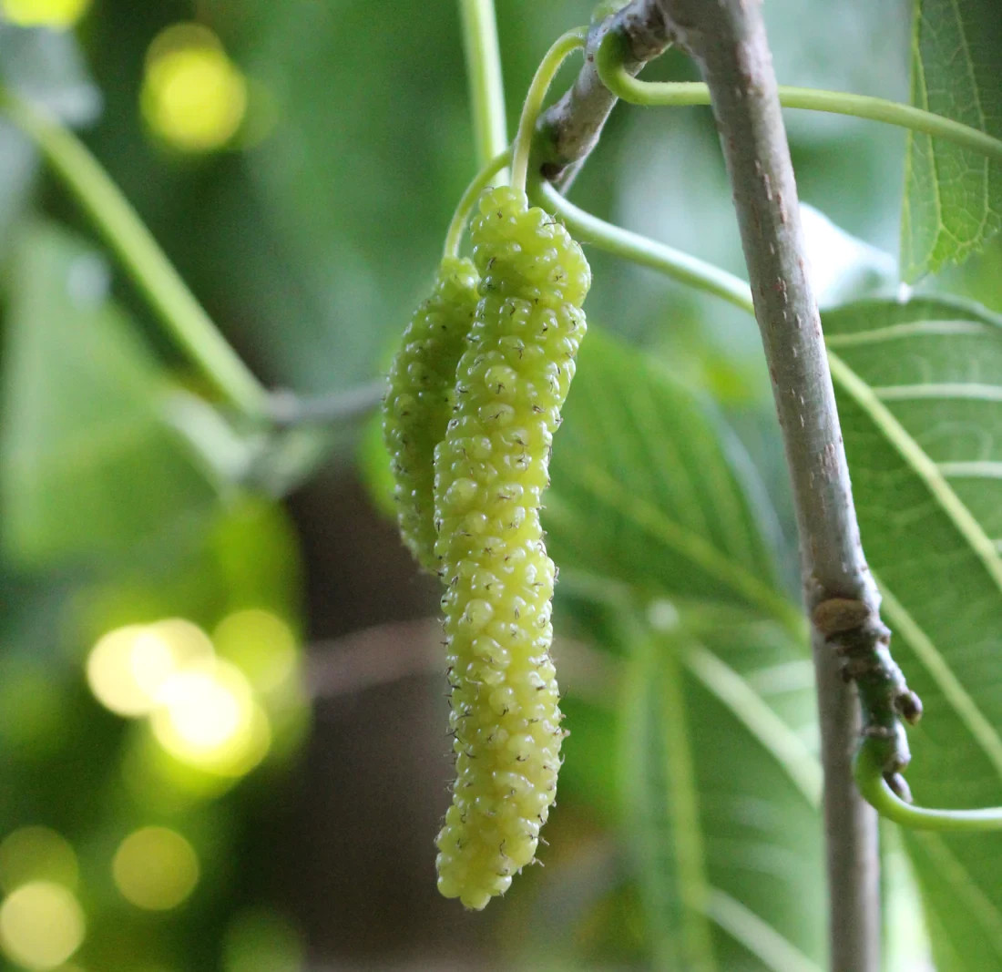 10x Fresh white Pakistan Mulberry organic cuttings for Rooting or Grafting