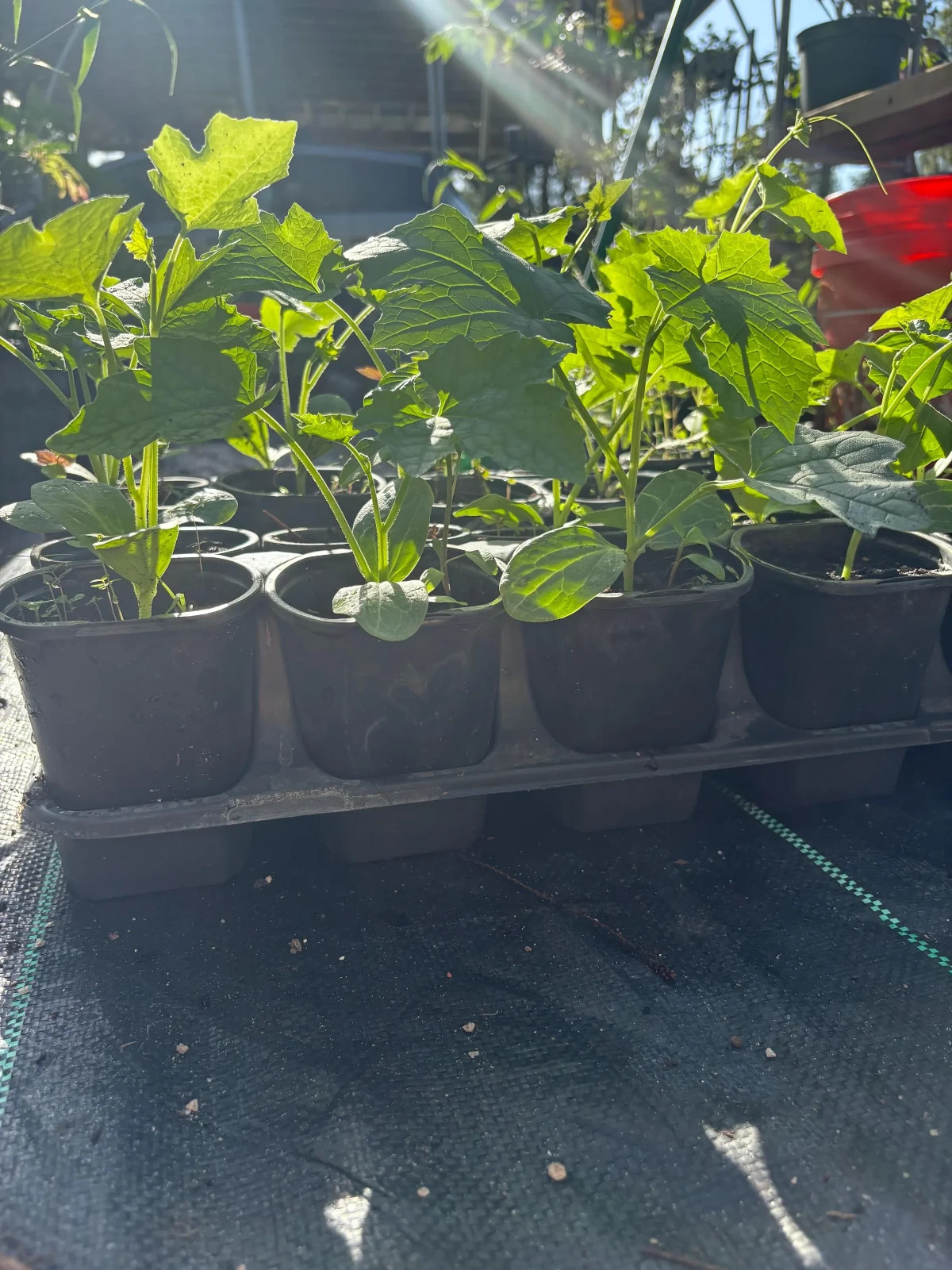 Loofah, the Natural Sponge | Loofah / 6 – 9 inch Luffa Plant in a Soiled Pot