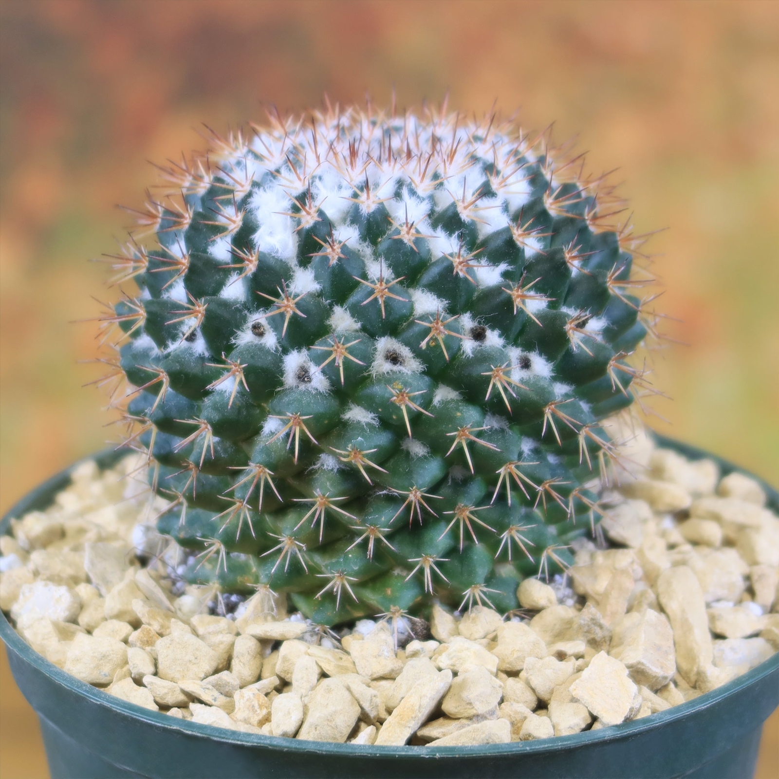 Mammillaria scrippsiana cactus Cacti Succulent real live plant