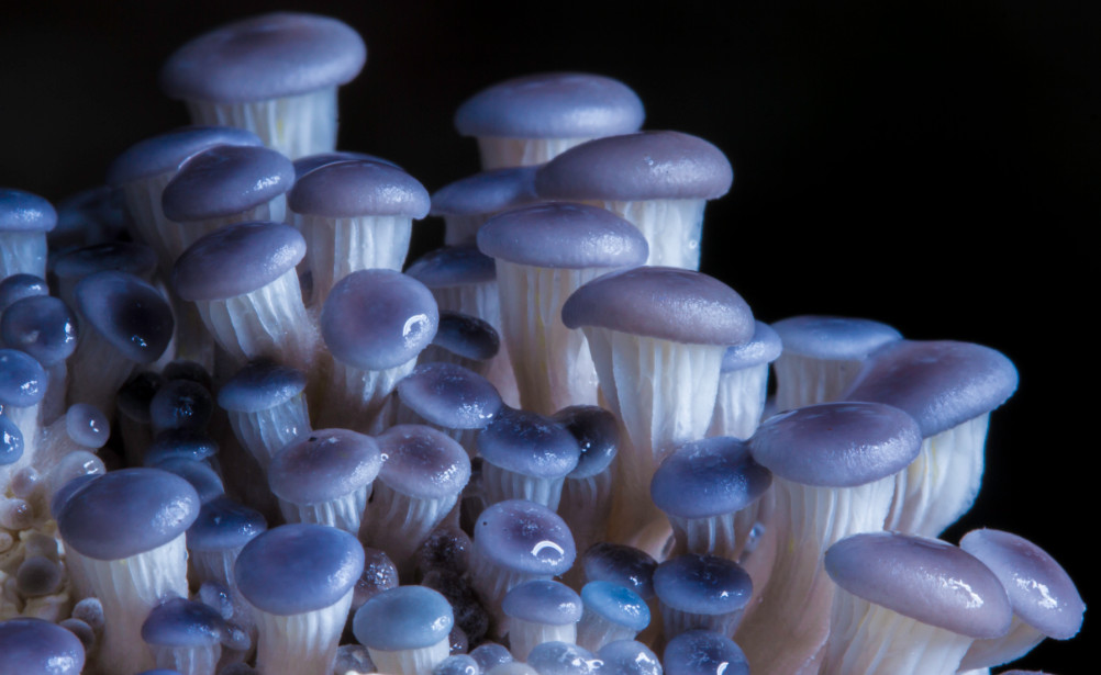 Seeds Mushroom Oyster Blue Mycelium Spawn Spores Organic Ukraine