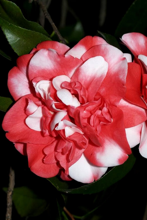 *GOVERNOR MOUTON*Bicolor Bloom**Camellia Japonica-Live Starter Plant -USA SELLER