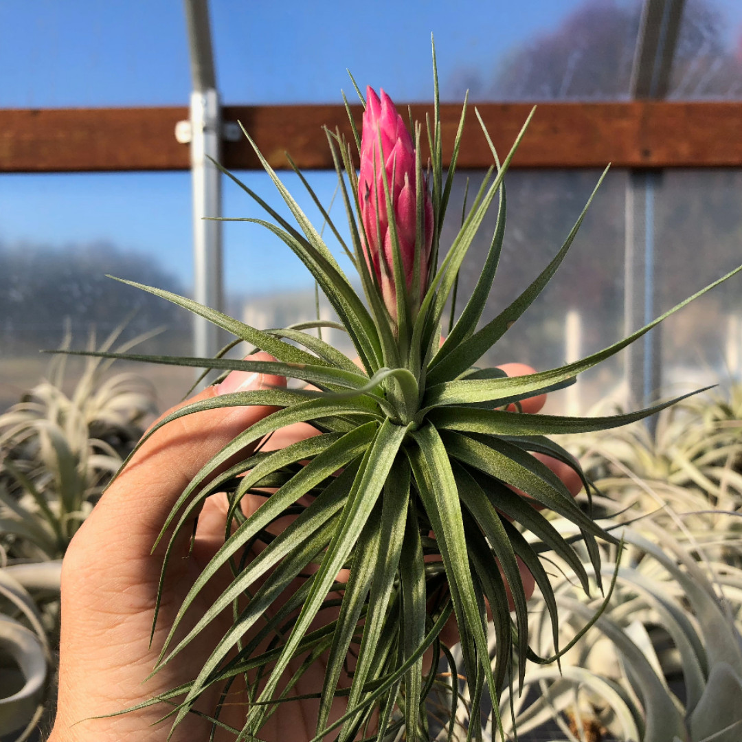Aeranthos / Bergeri Easy Care Air Plant *Beginner Friendly Species*