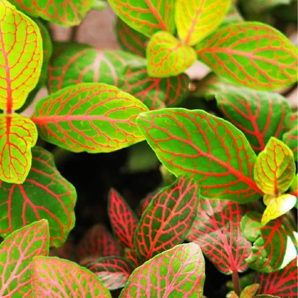 Fittonia Terrarium Builder Bundle – 4 Assorted Rooted Plants Live House Plants