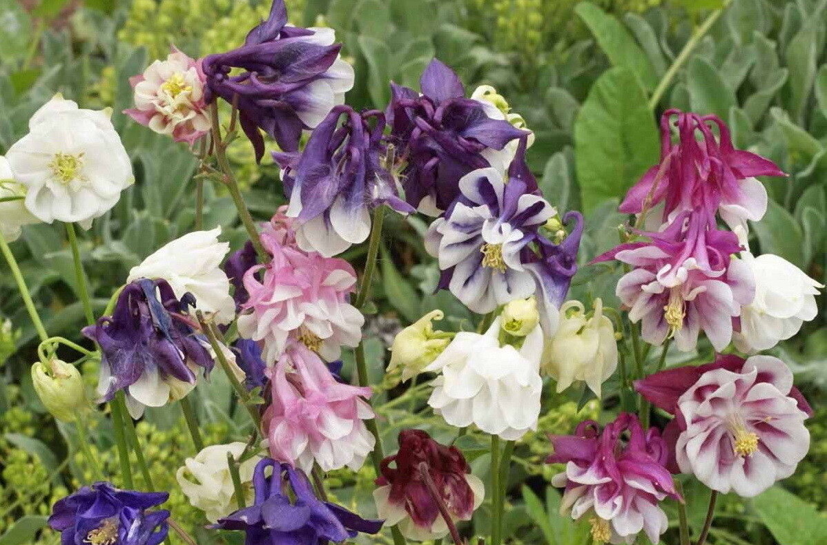 Dwarf Columbine Flower Seeds, Aquilegia vulgaris, Mixed Colors, FREE SHIPPING