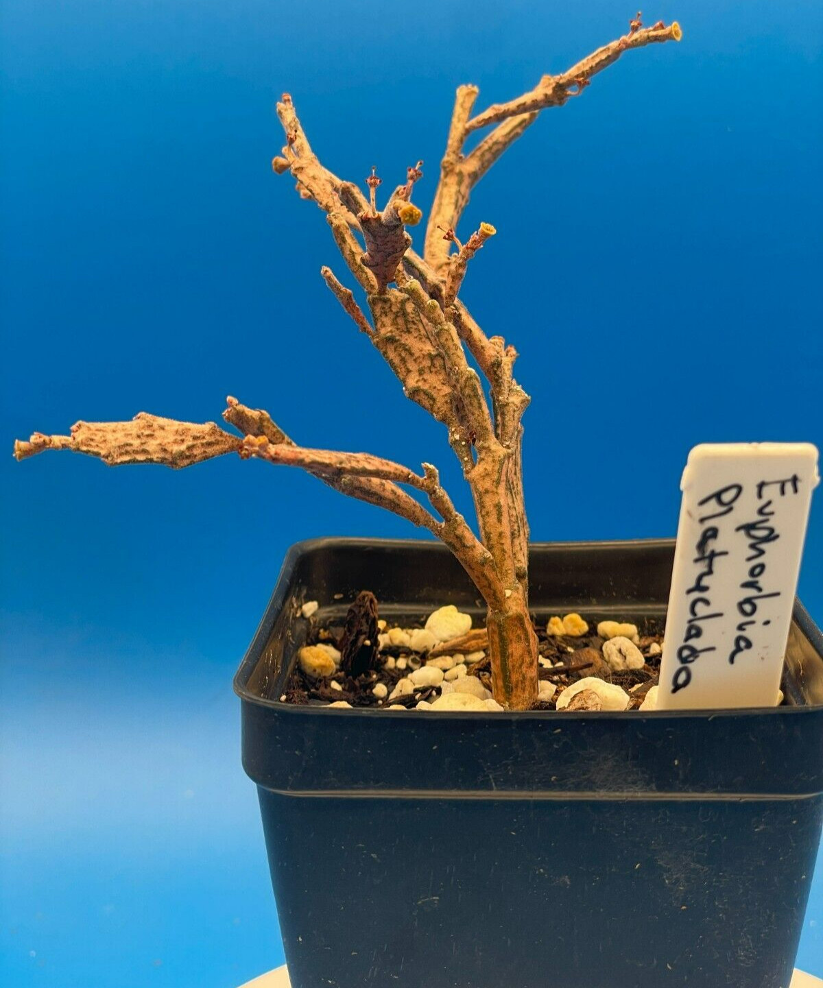 Euphorbia Platyclada Live Plant 3.5″ Pot – Zombie Plant – Haunted Tree Euphorbia
