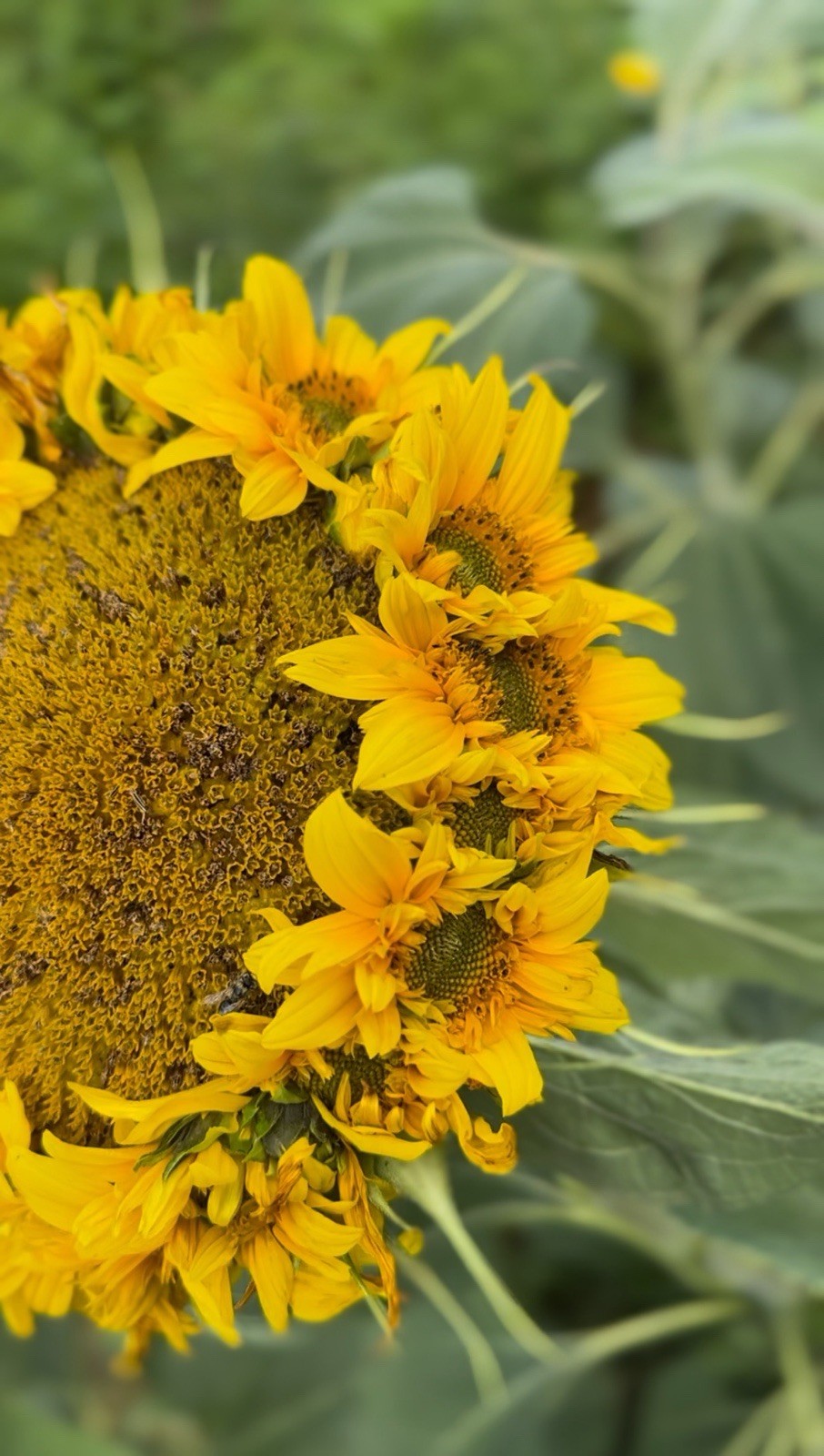 12 Crown Jewel Sunflower Seeds New Variety!