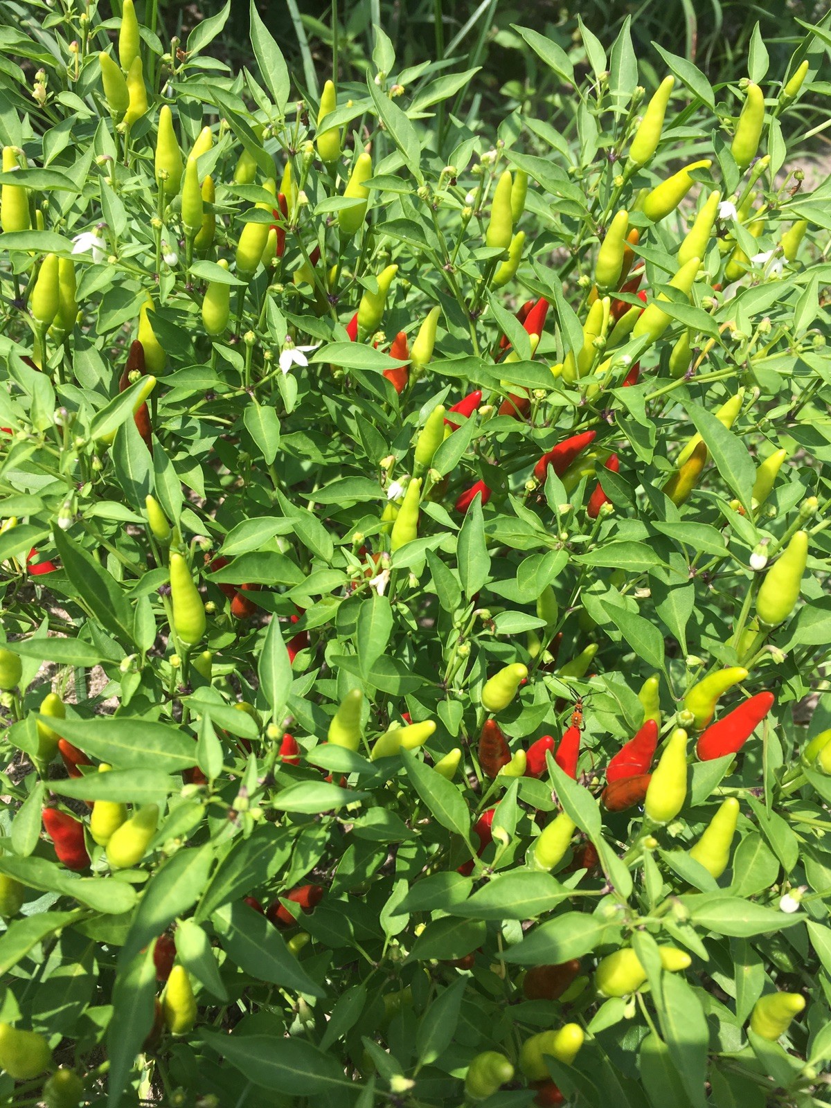 15 RARE ODHAM INDIAN PEQUIN PEPPER SEEDS HOT!  GREAT FLAVOR & HEAT – HUGE PLANTS