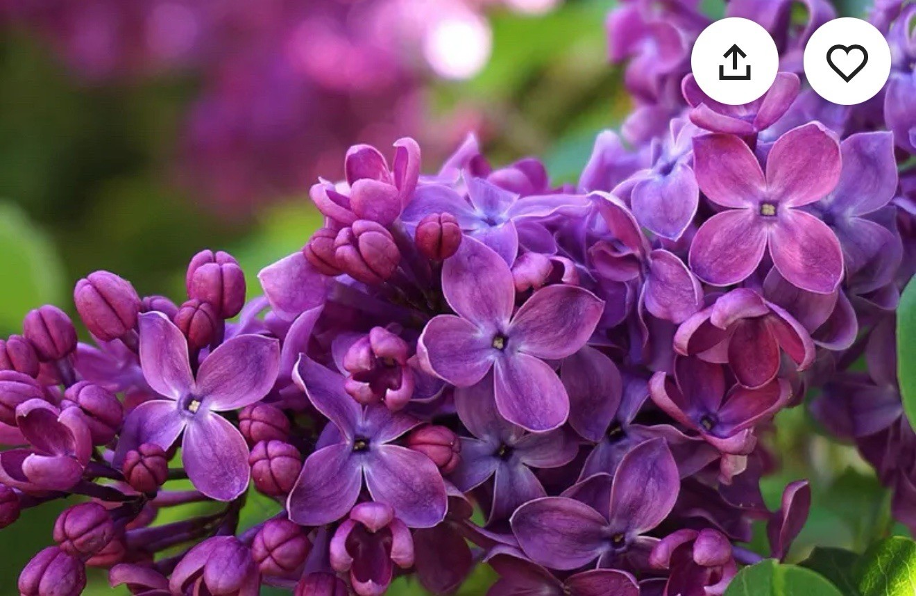 Congo Lilac~Syringa Vulgaris~Small Well Rooted STARTER Plant~4-8” Tall