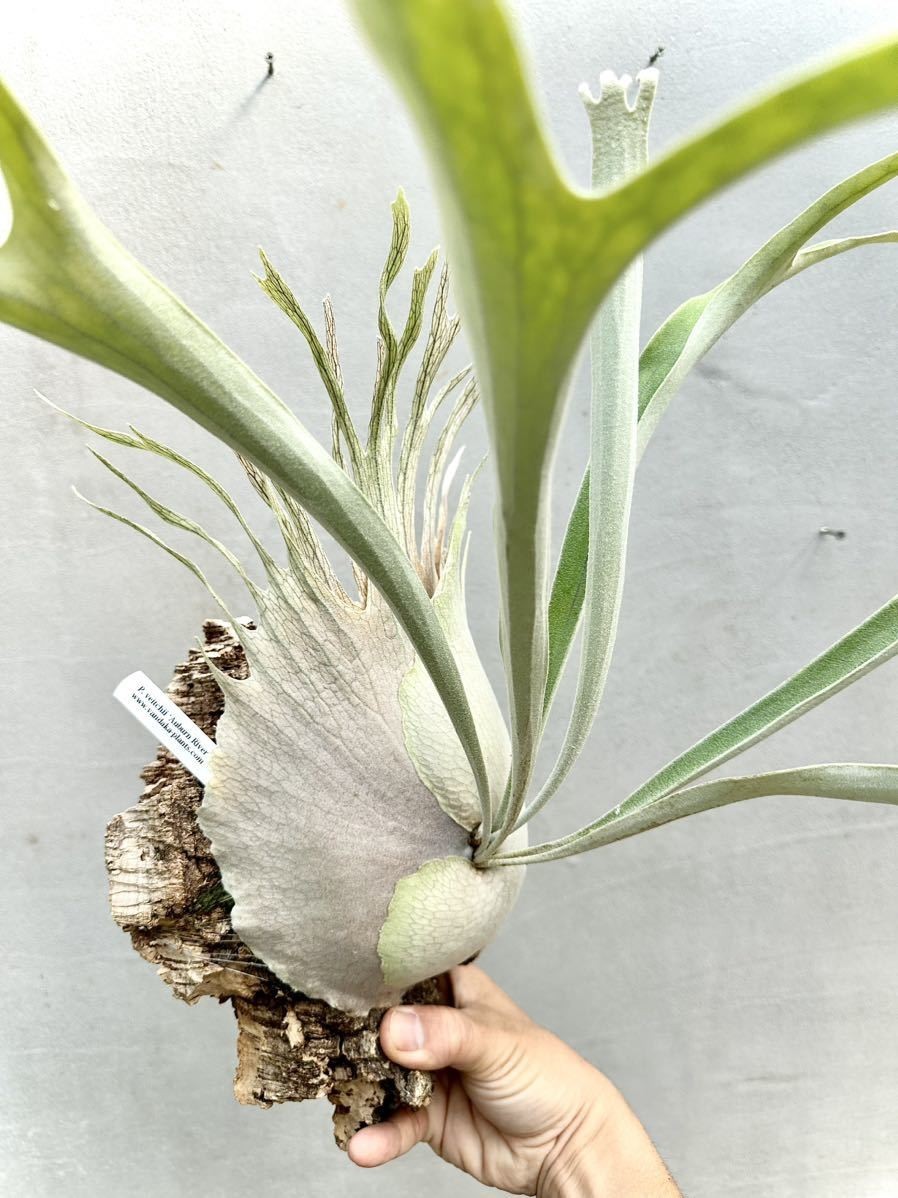 Platycerium veitchii Auburn River cv. ‘Flame’