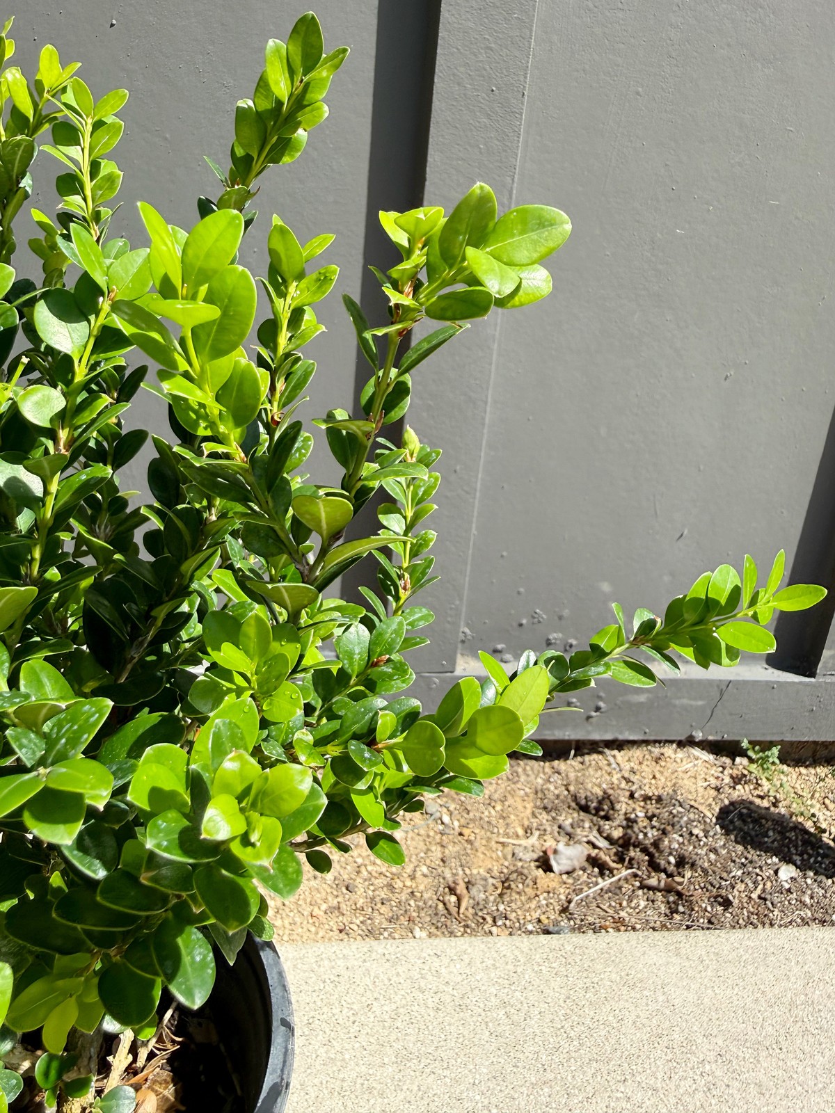 Green Beauty Boxwood, 1 Gallon Pot, Evergreen Hedge Shrub