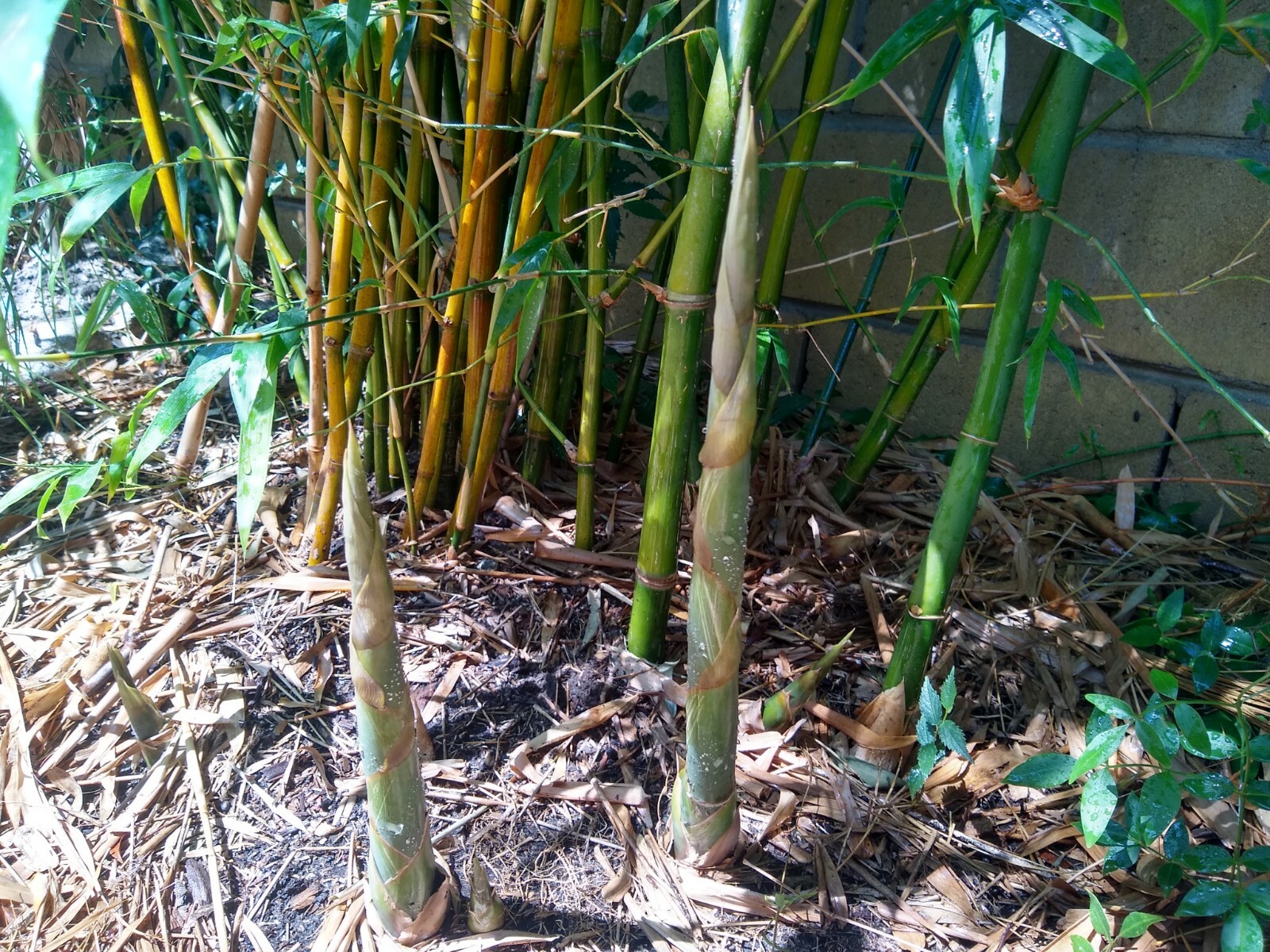 Bambusa Ventricosa*5-7 Gal. Clumping Bamboo*Non-Invasive*Privacy*Growing Season!