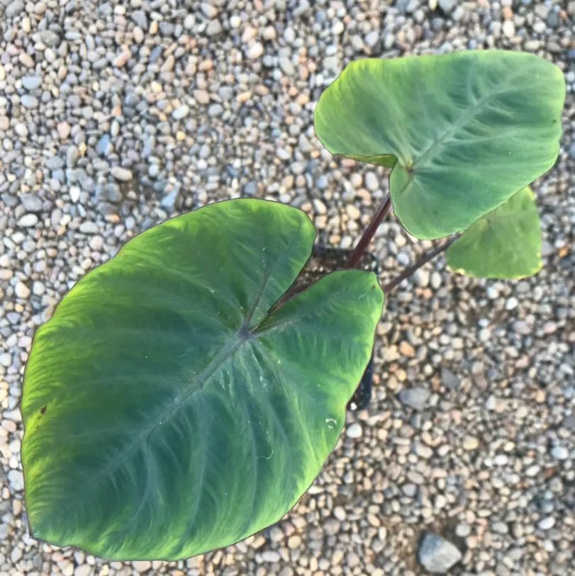 Live Hawaiian Punch Colocasia Plant – 6–15″ Tall – Ship No Pot – Elephant Ear