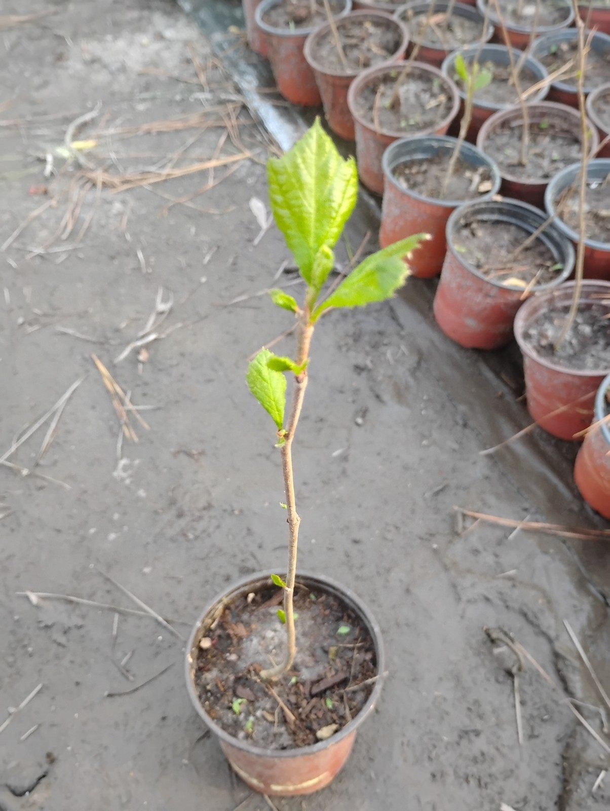 American Sycamore Tree, 1 Quart Pot.