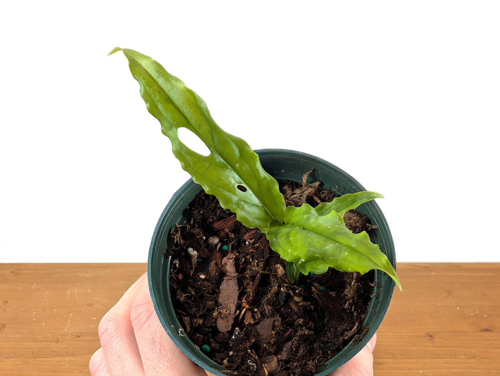 Stunning Monstera Obliqua Peru in 4 inch pot – Live Rare Tropical Aroid Great